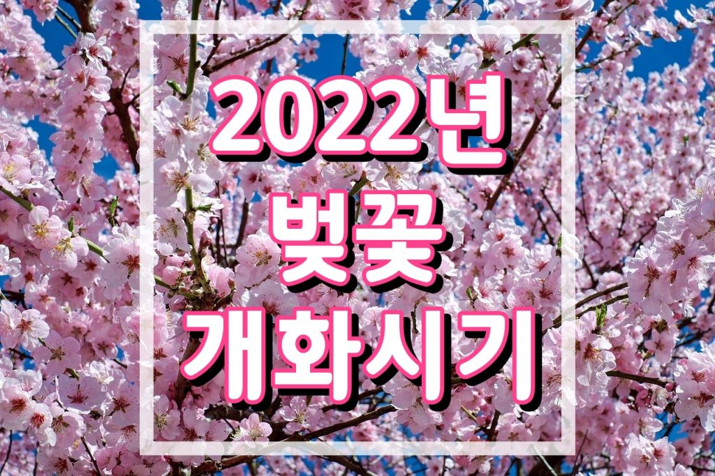 벚꽃개화시기
